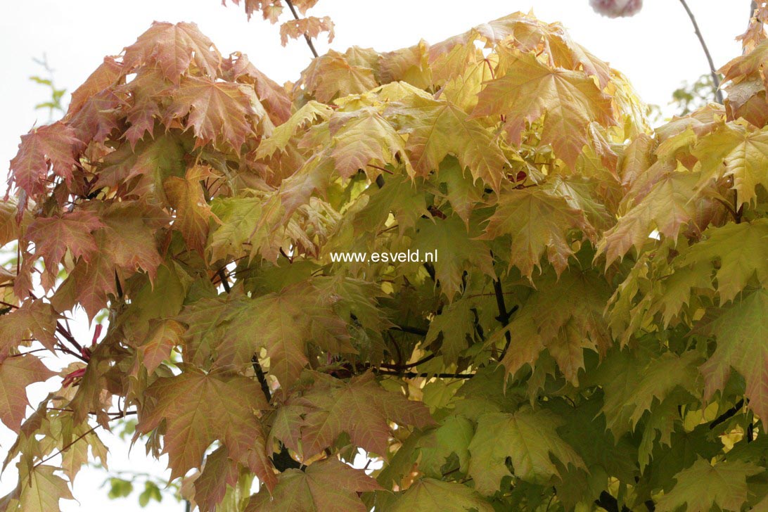 Acer platanoides 'Golden Globe'