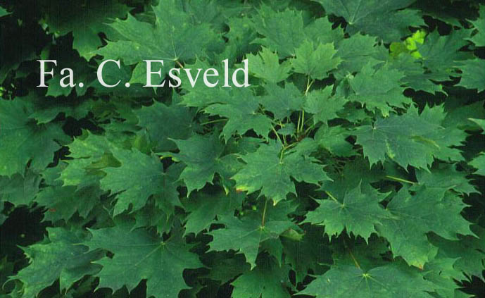 Acer platanoides 'Pyramidale Nanum'