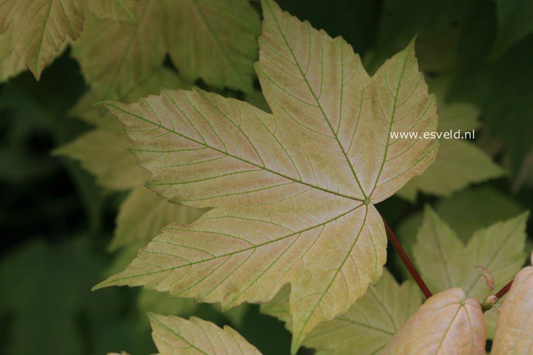 Acer pseudoplatanus 'Leat's Cottage'