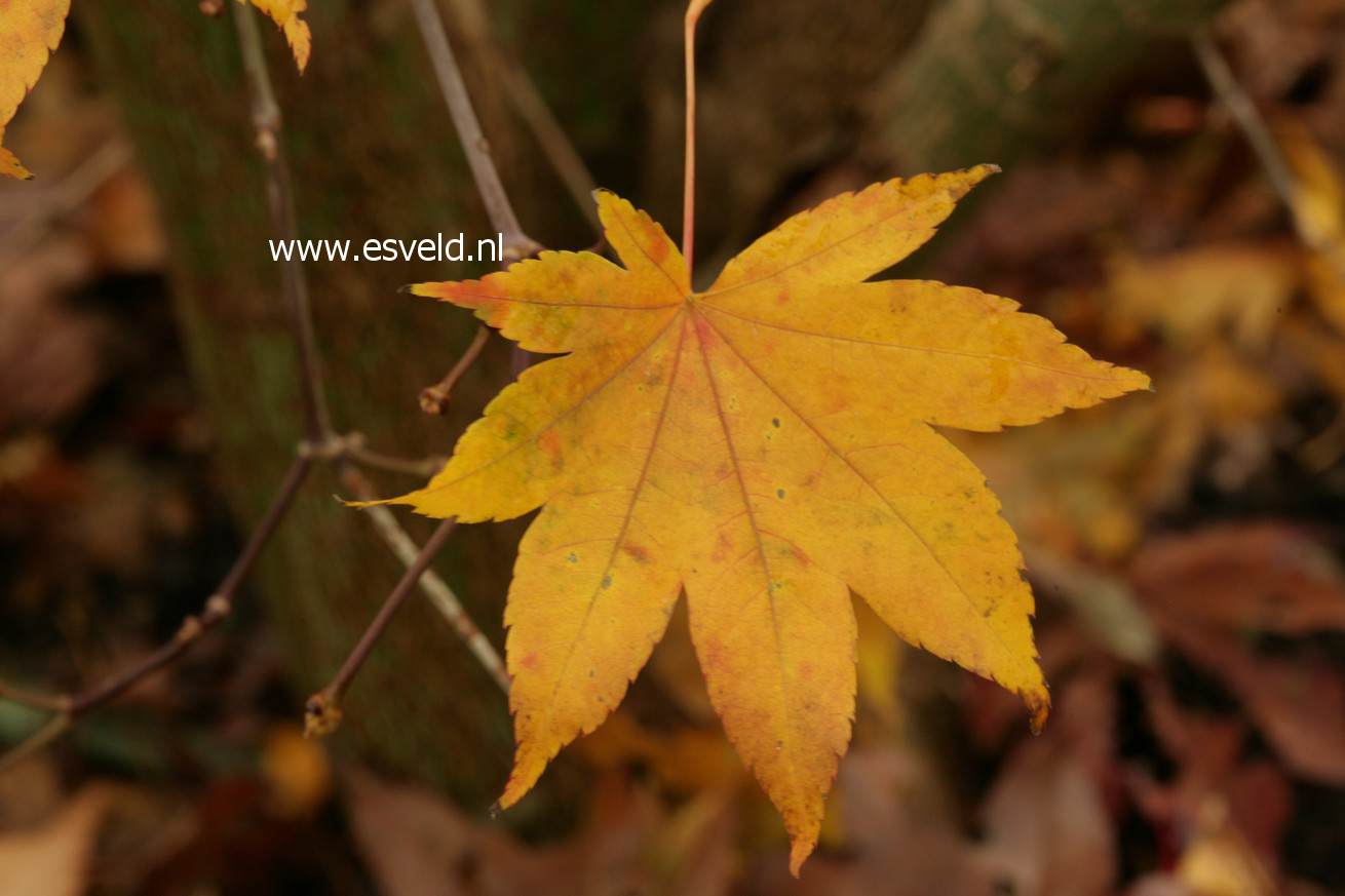 Acer robustum