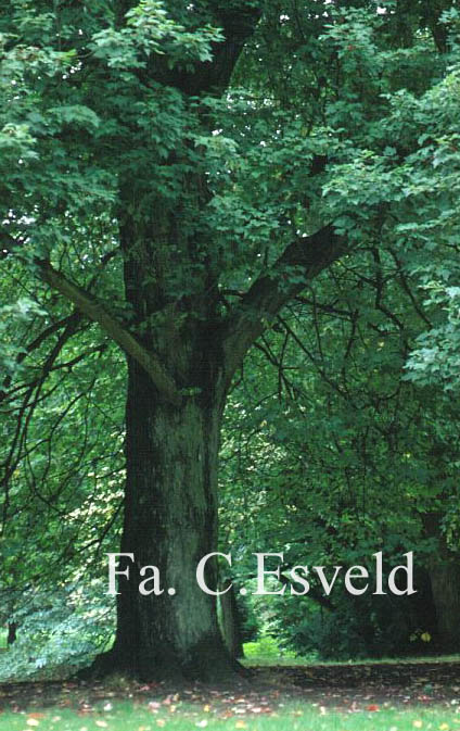 Acer rubrum 'Schlesingeri'