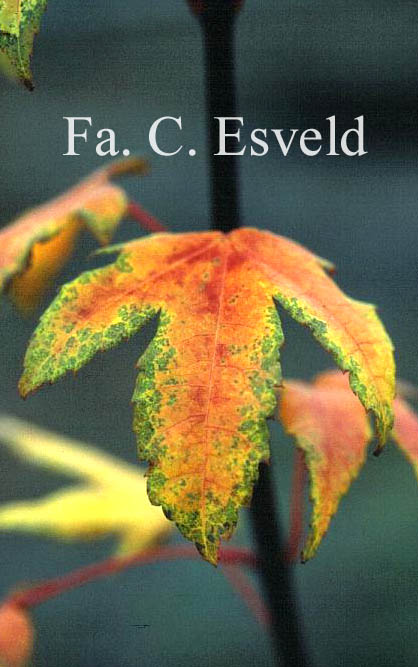Acer schneiderianum