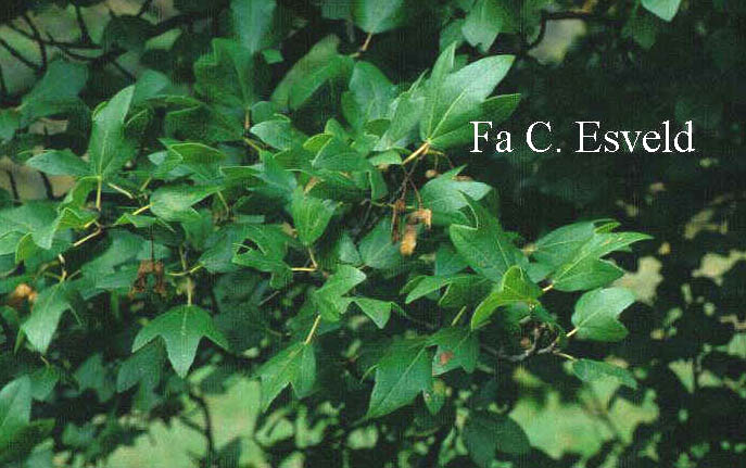 Acer sempervirens