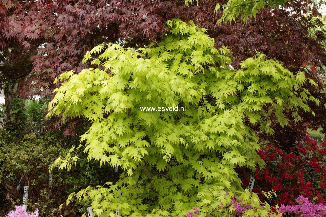 Acer shirasawanum 'Jordan'