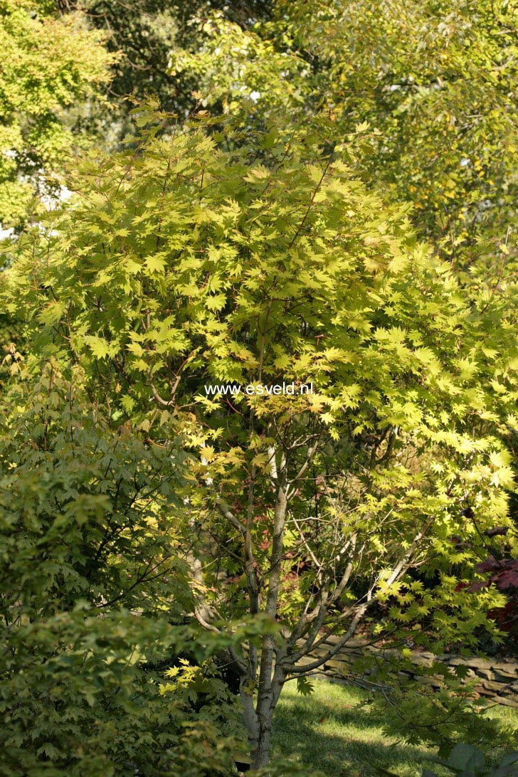 Acer shirasawanum 'Munn001' (MOONRISE)