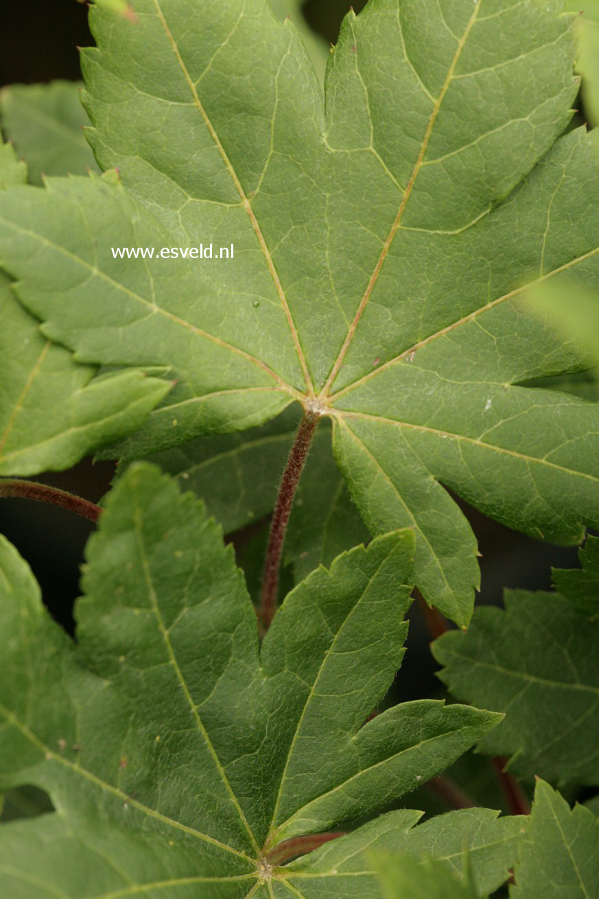 Acer sieboldianum 'Kinu-gasa-yama'