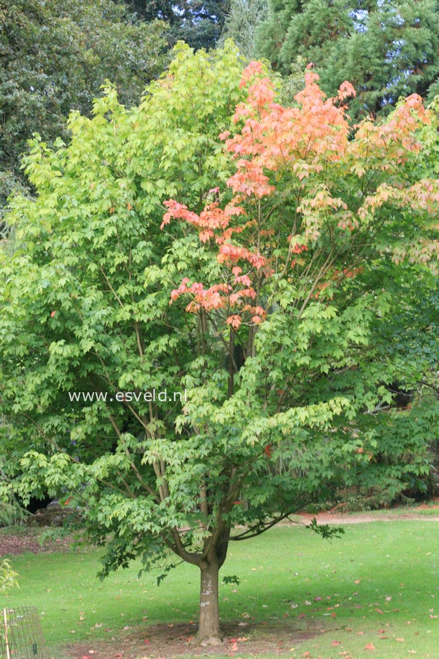 Acer sinopurpurascens