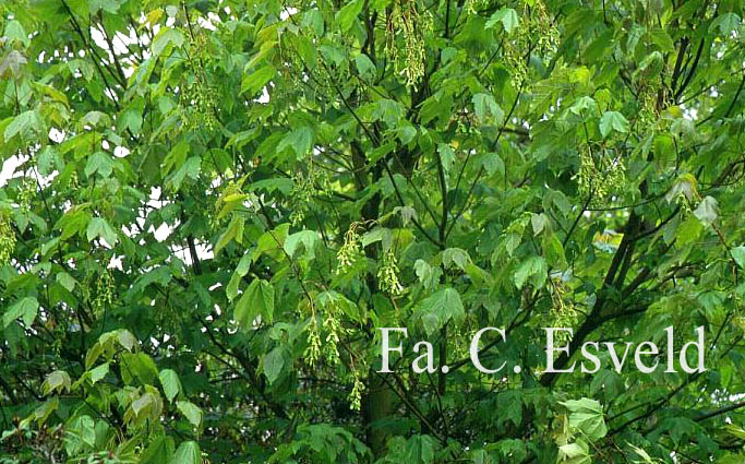 Acer sterculiaceum