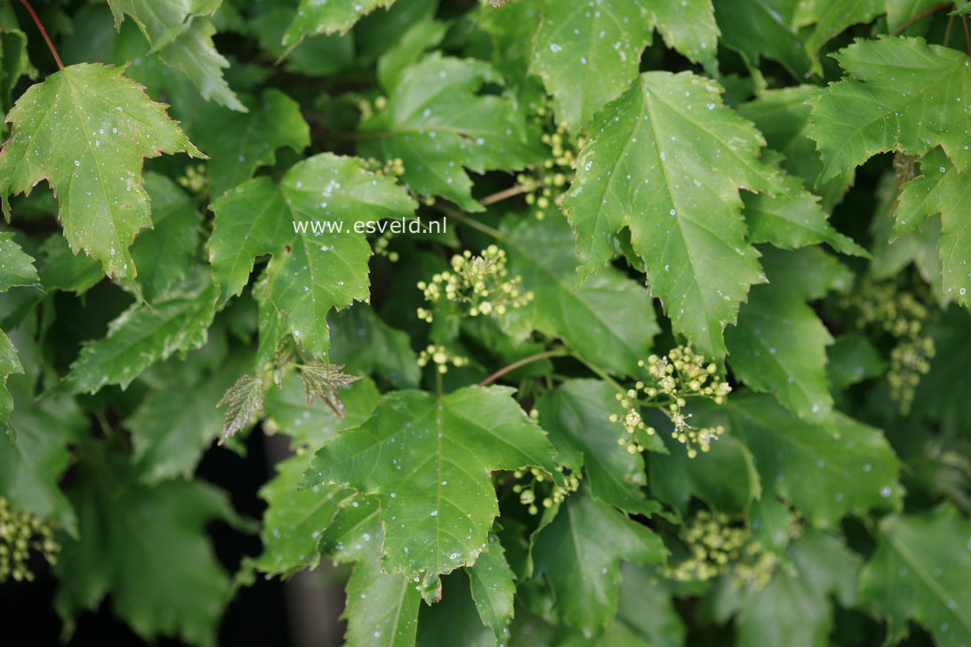 Acer tataricum 'Emerald Elf'