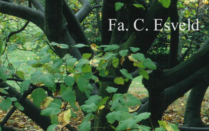 Acer tataricum