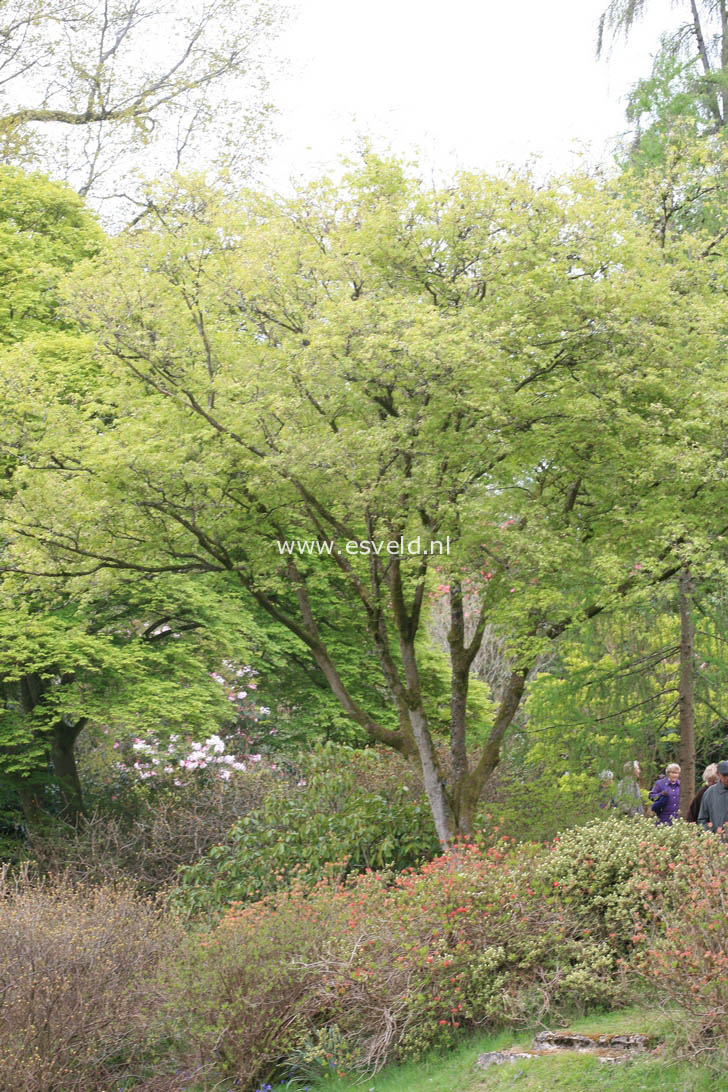 Acer truncatum 'Akikaze-nishiki'
