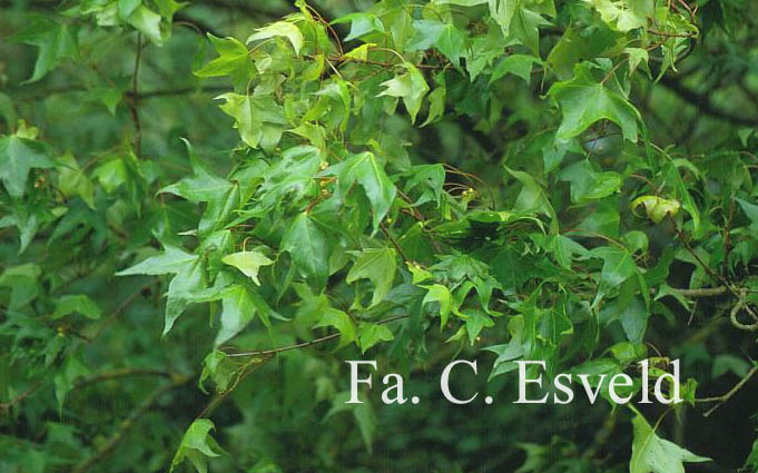 Acer truncatum