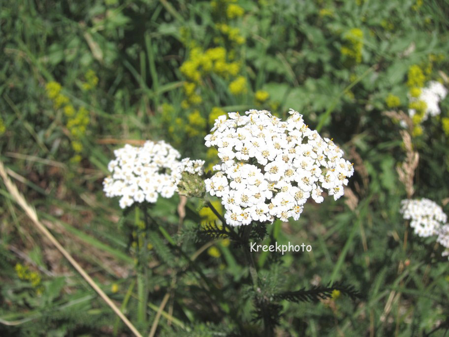 Achillea millefolium