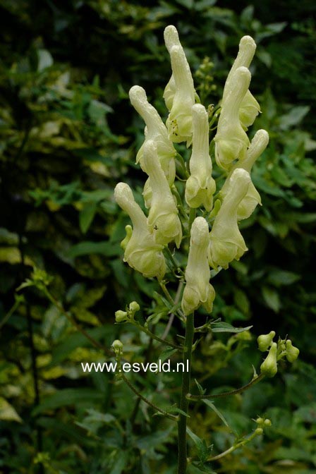Aconitum lamarckii