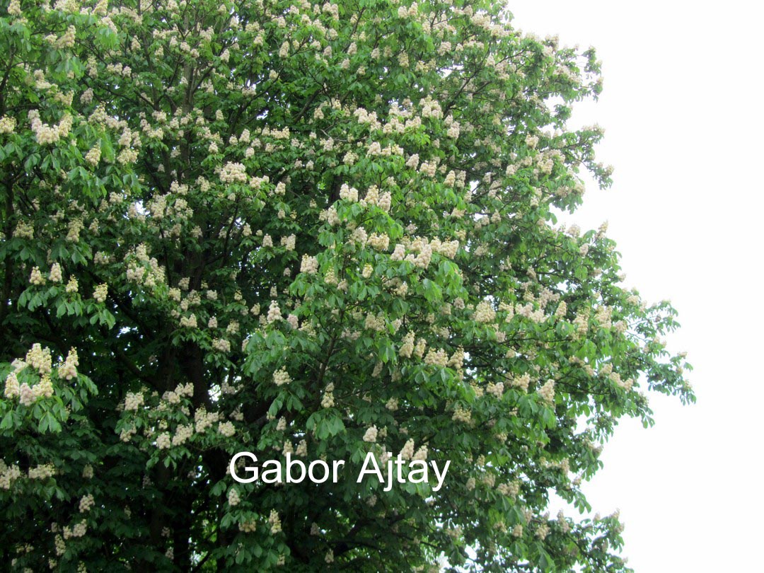 Aesculus hippocastanum 'Baumannii'