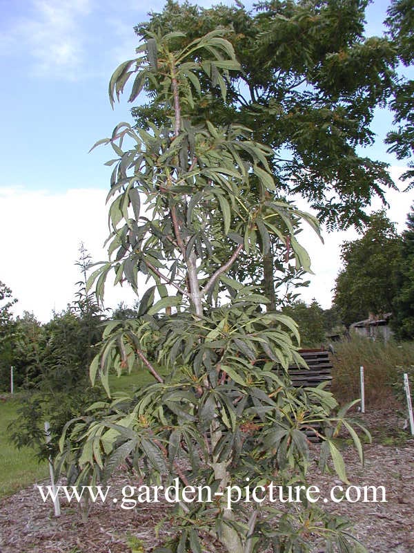 Aesculus hippocastanum 'Digitata'