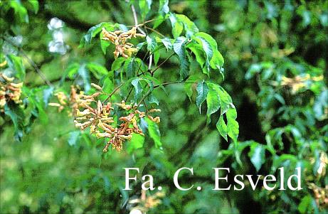 Aesculus mutabilis 'Penduliflora'