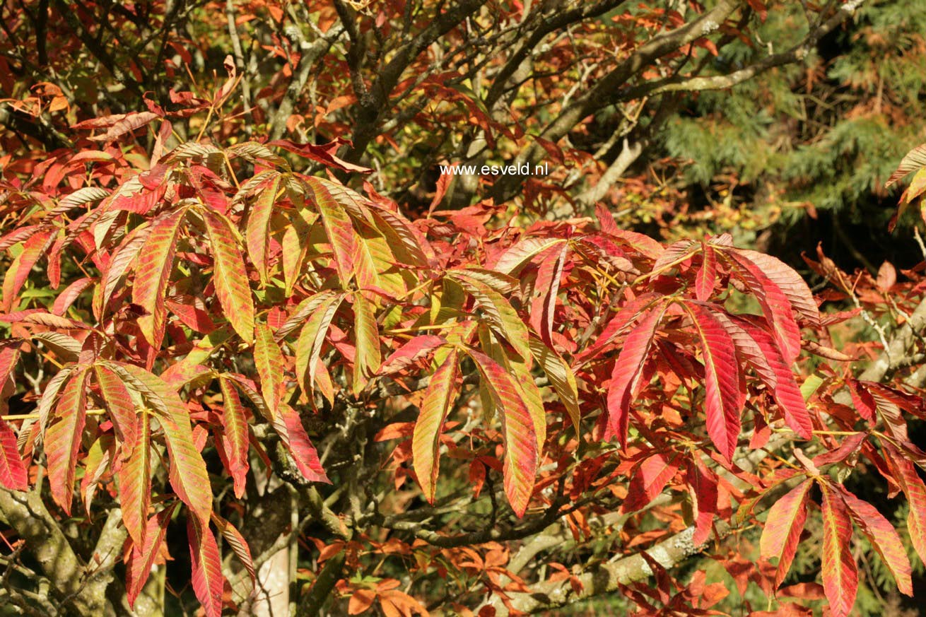 Aesculus sylvatica