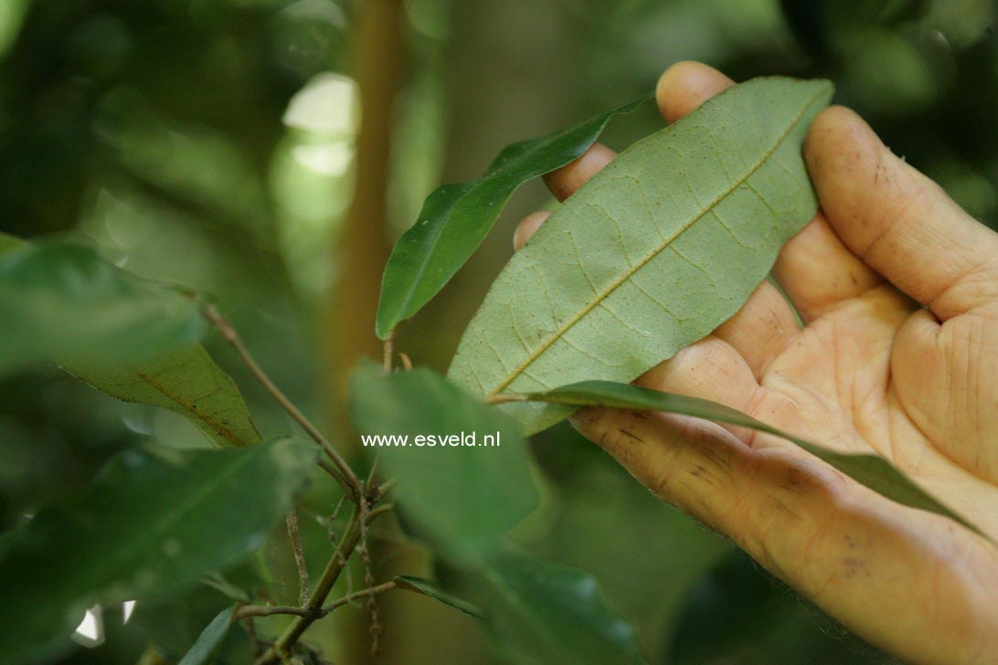 Aextoxicon punctatum