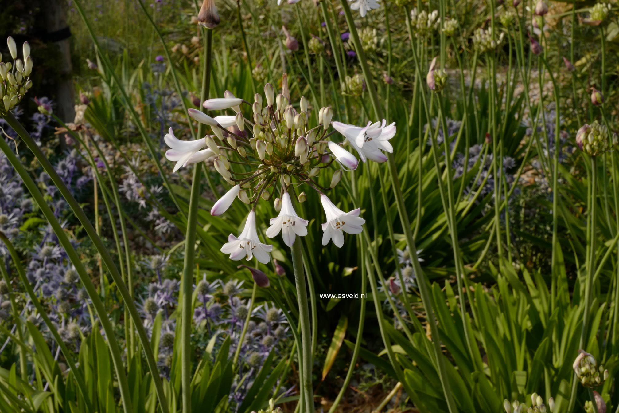 Agapanthus africanus 'Albidus'
