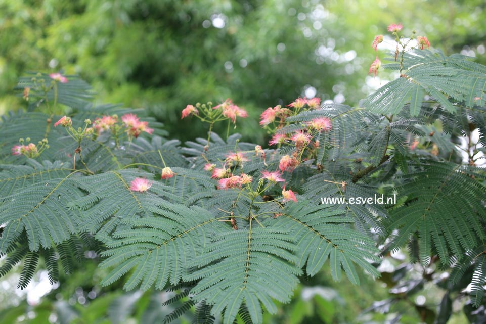 Albizia julibrissin 'Boubri' (OMBRELLA)