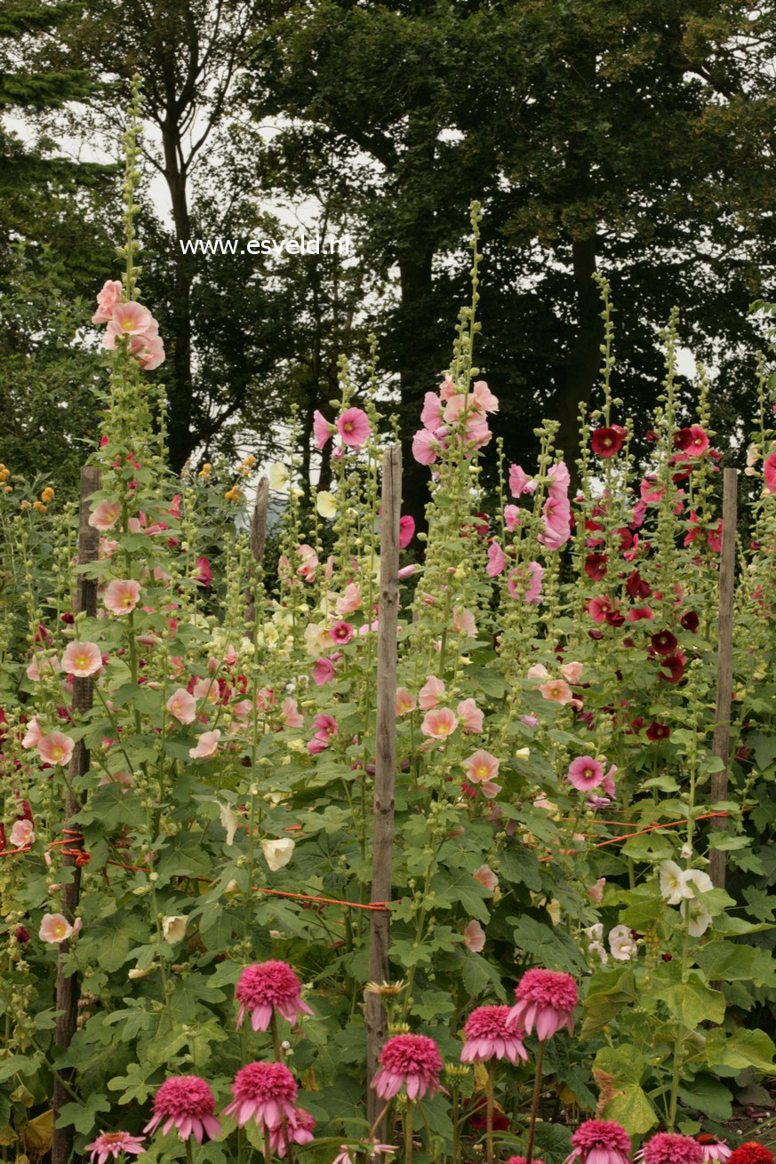 Alcea rosea