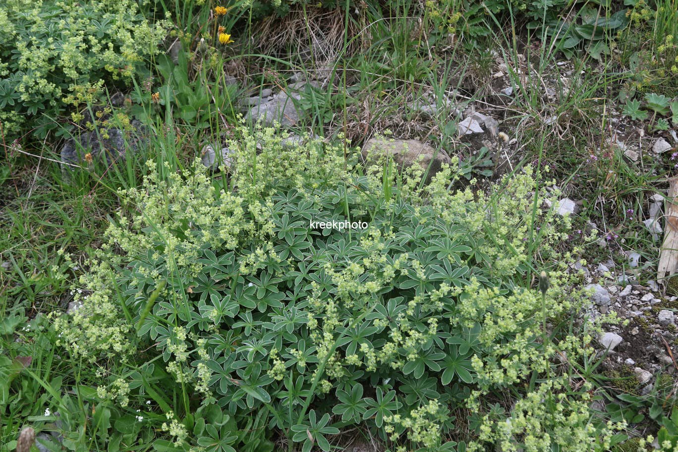 Alchemilla alpina