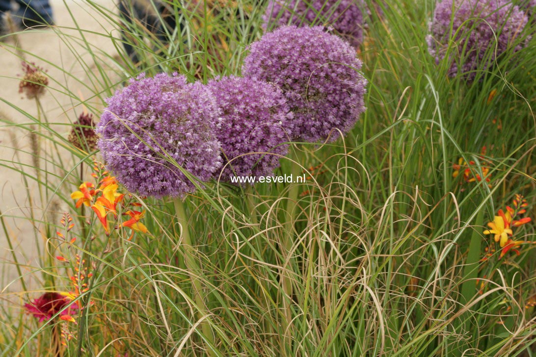 Allium 'Ambassador'