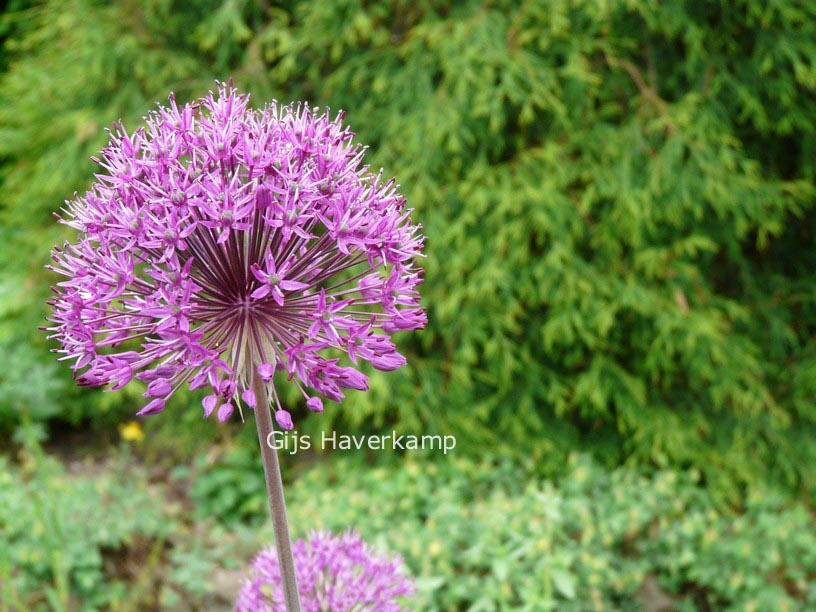 Allium 'Purple Sensation'