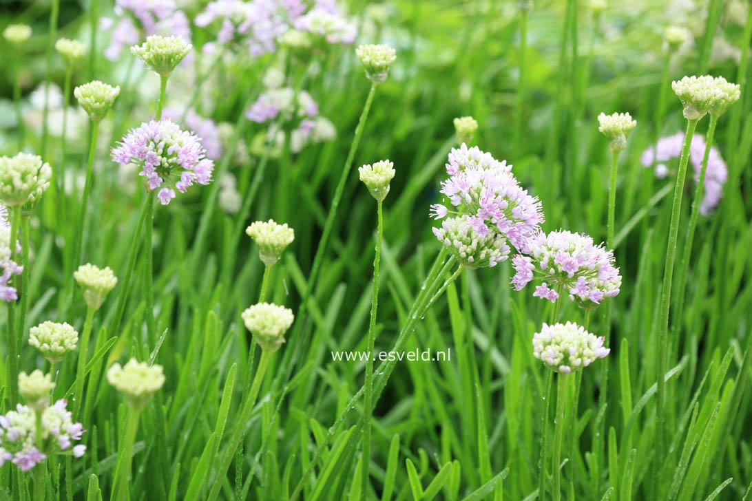 Allium senescens