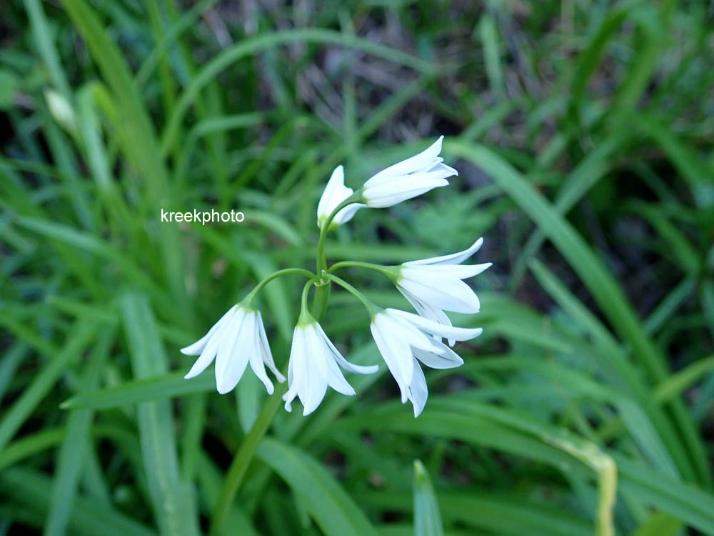 Allium triquetrum