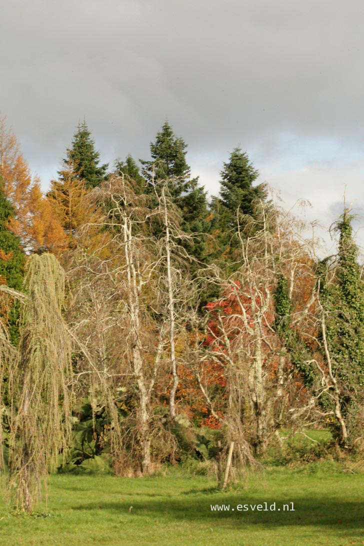 Alnus incana 'Pendula'