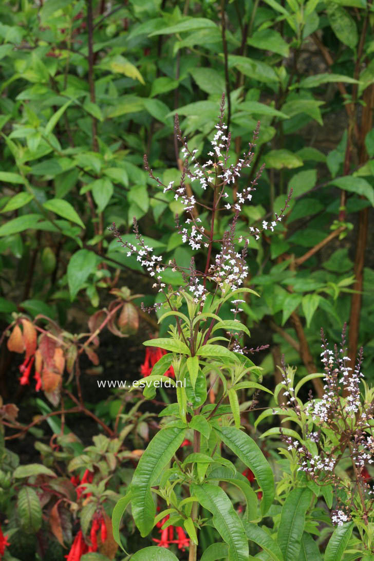 Aloysia triphylla