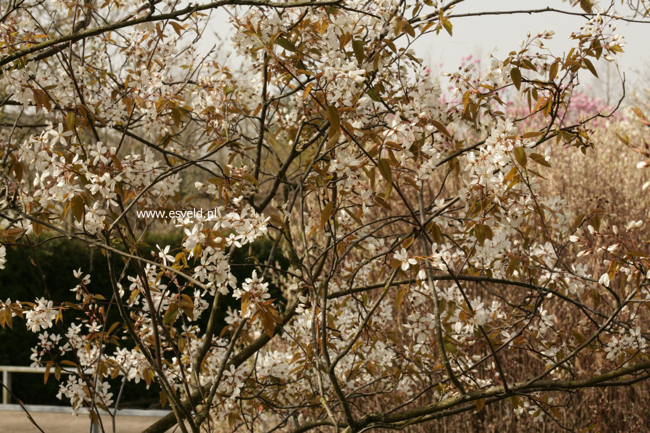 Amelanchier 'Snowflakes'