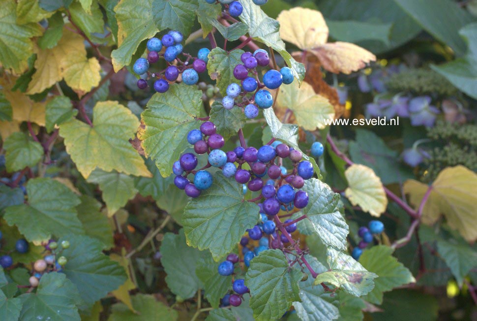 Ampelopsis bodinieri