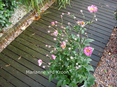 Anemone hybrida 'Bressingham Glow'