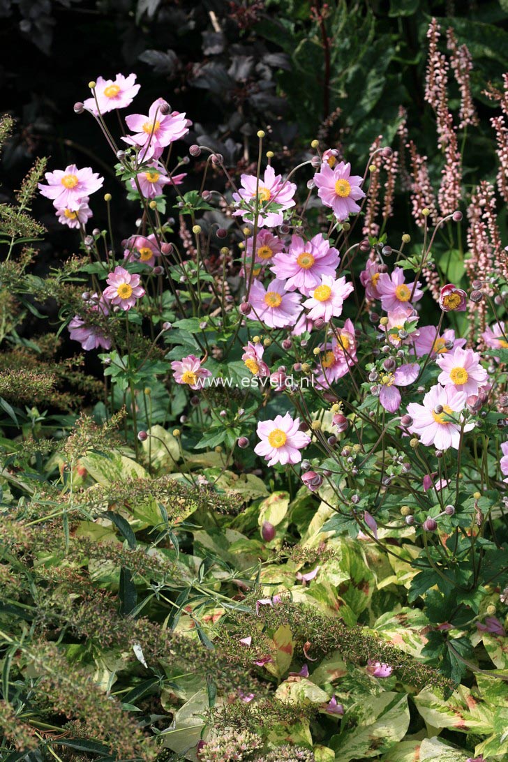 Anemone hybrida 'Koenigin Charlotte'