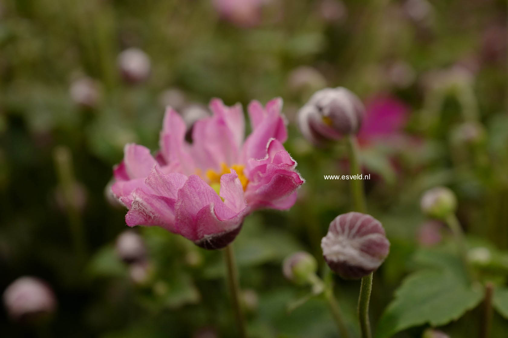 Anemone hybrida 'Pocahontas' (FANTASY)