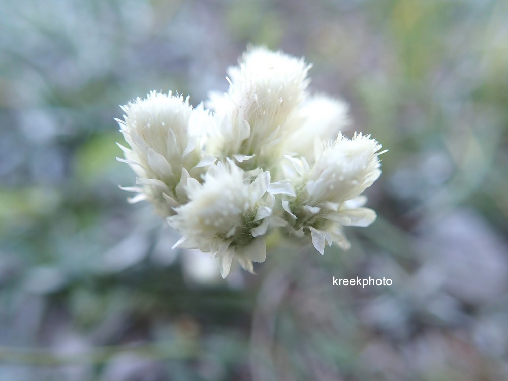 Antennaria dioica