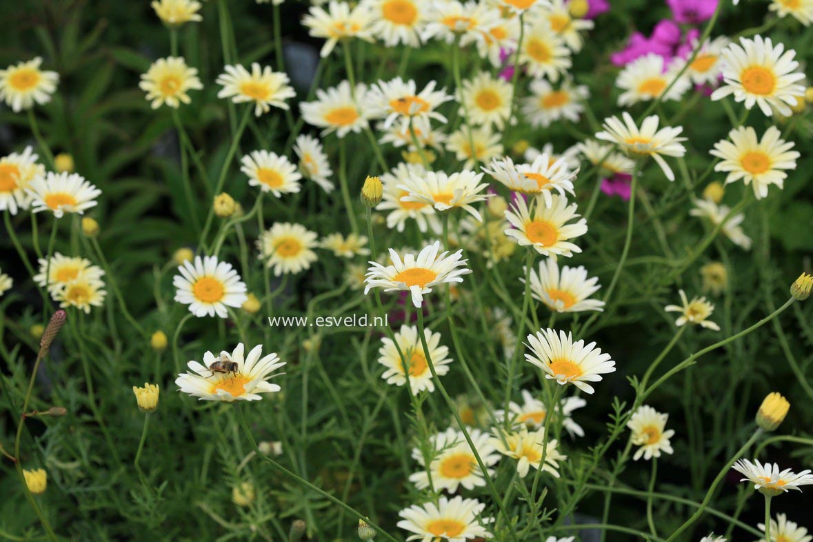 Anthemis tinctoria 'Lemon Ice'