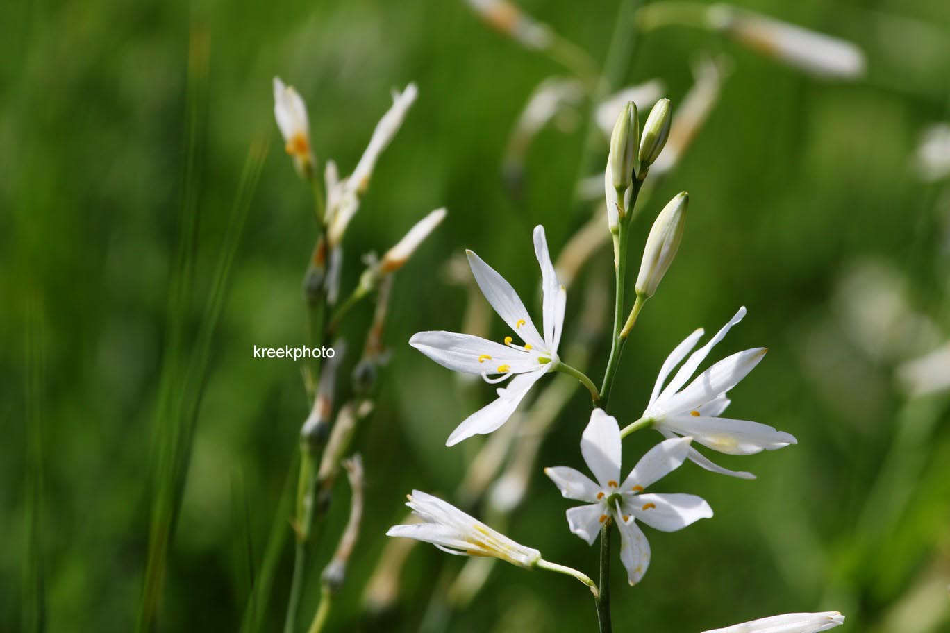 Anthericum liliago