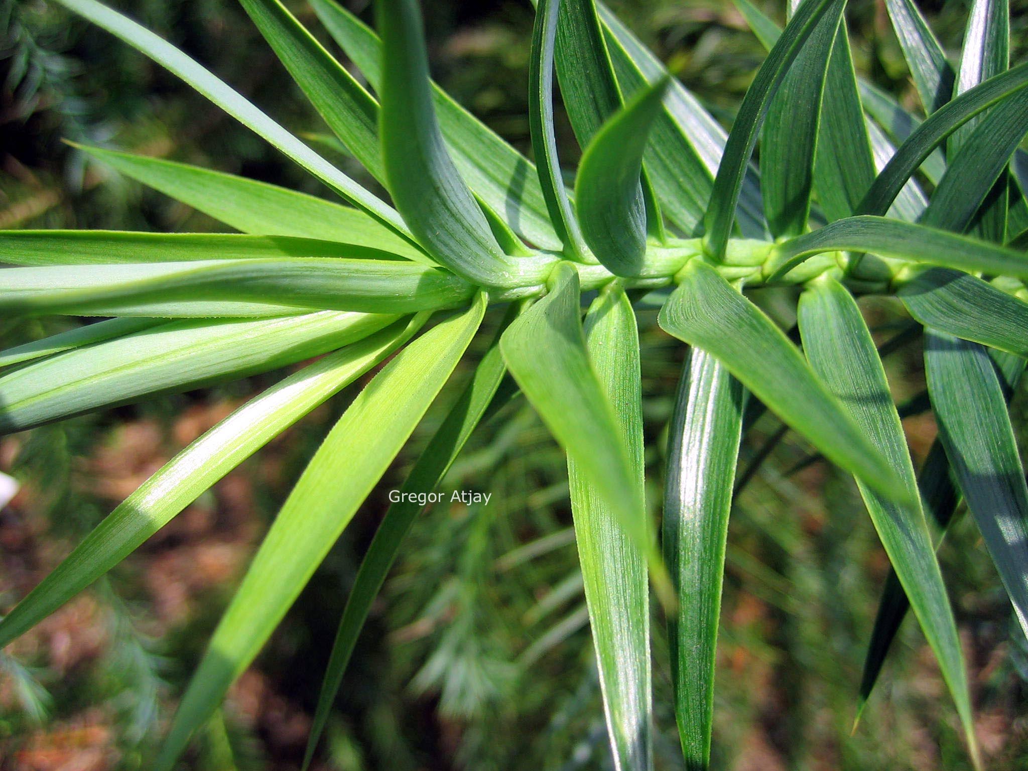 Araucaria angustifolia