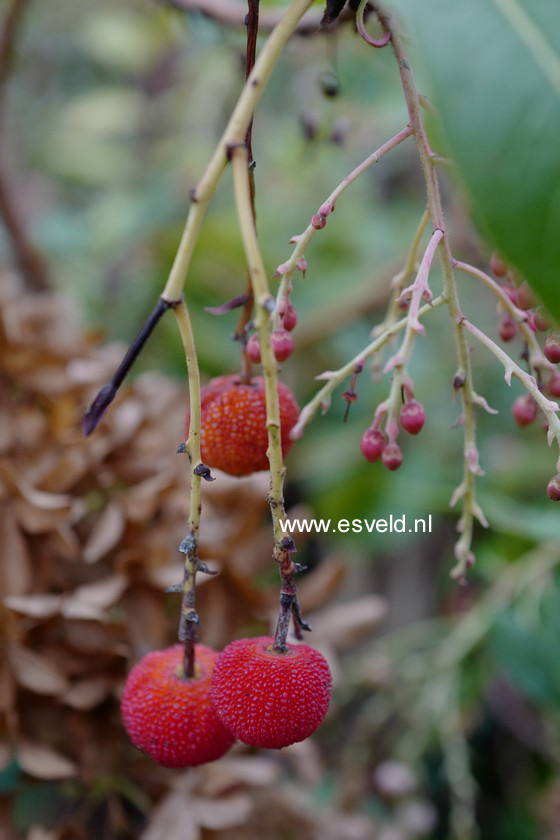 Arbutus 'Marina'