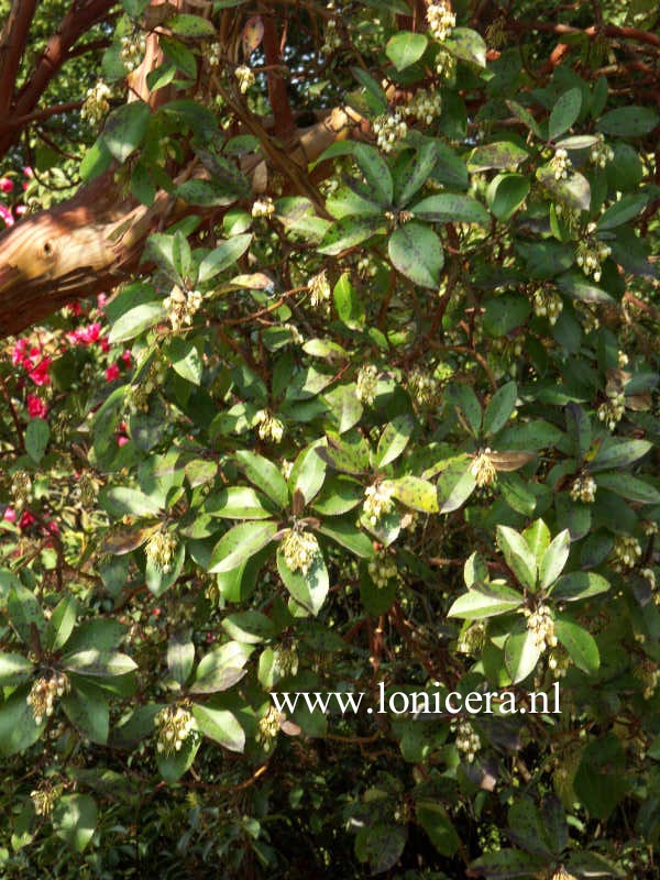 Arbutus andrachne
