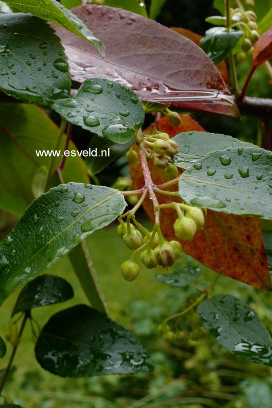 Aristotelia chilensis