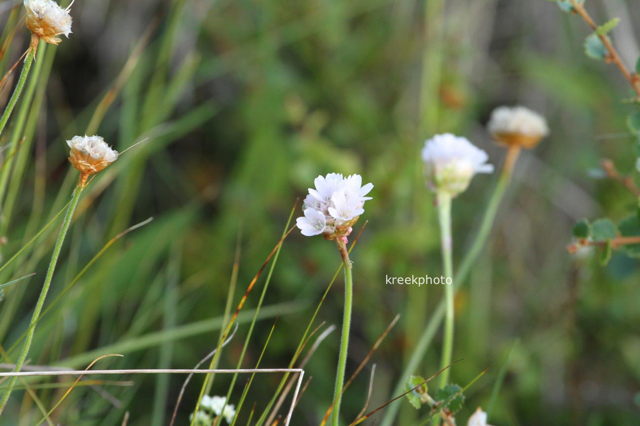 Armeria maritima