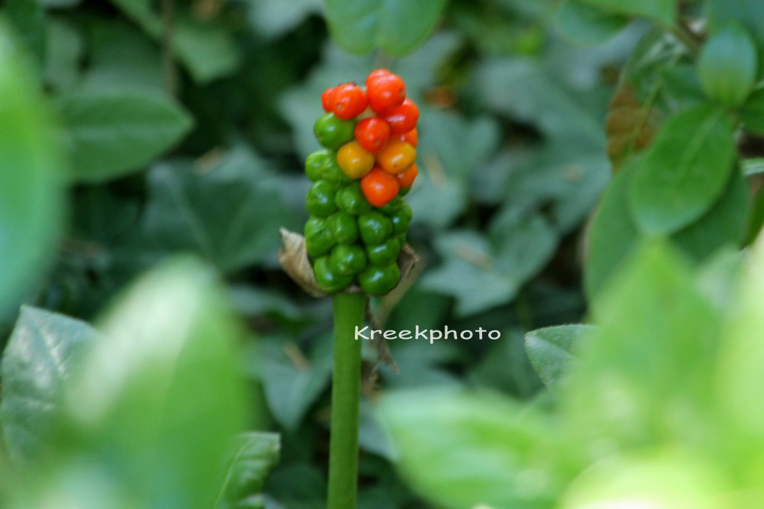 Arum maculatum