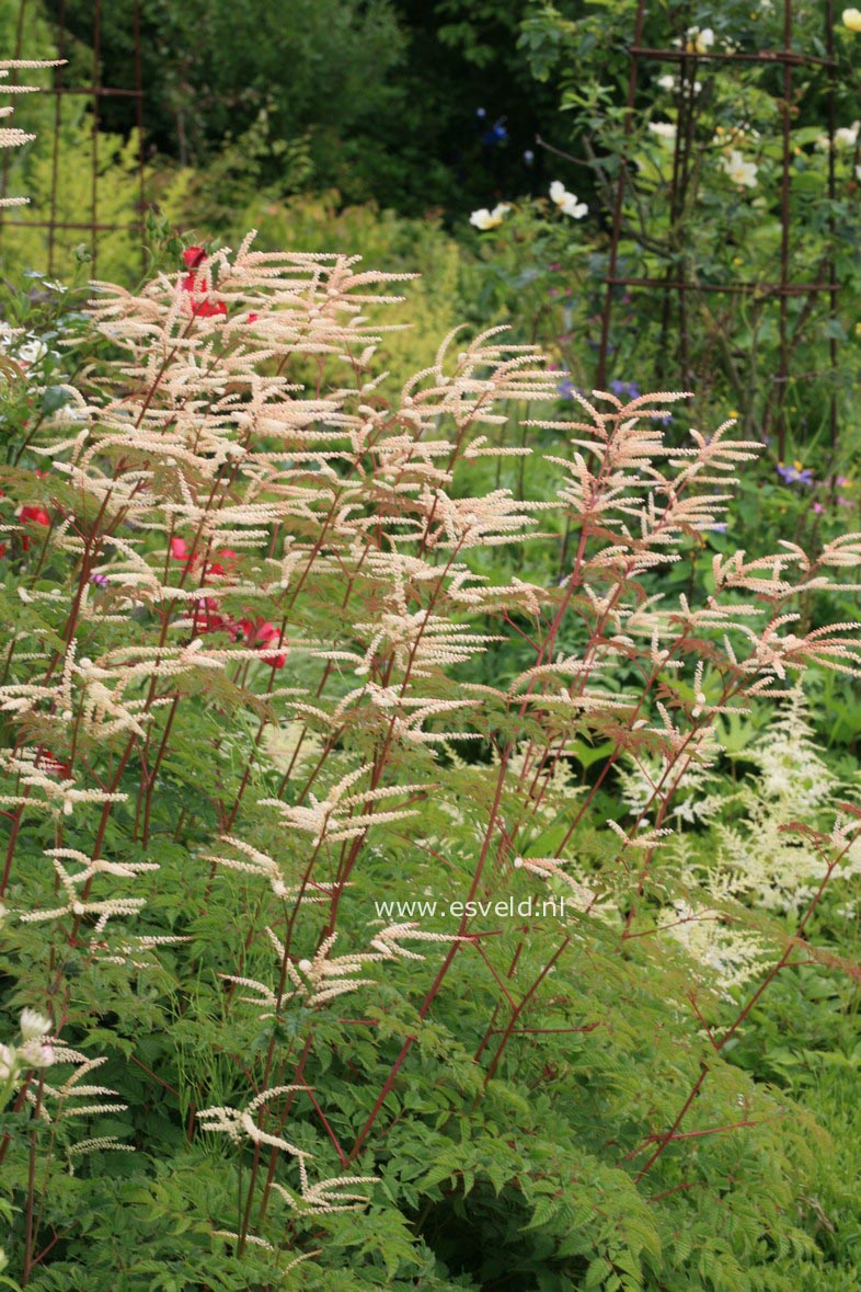 Aruncus 'Horatio'