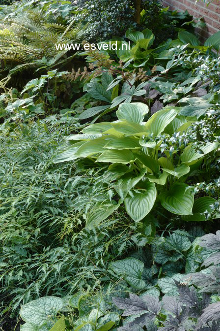 Aruncus dioicus 'Kneiffii'