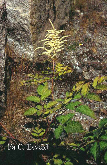 Aruncus dioicus